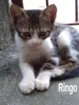 Ringo
