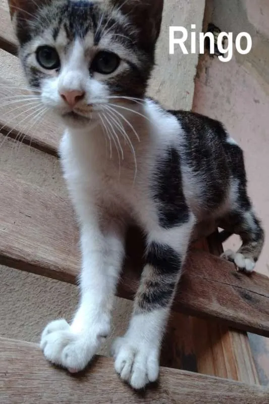 Gato ra a srd idade 2 a 6 meses nome Ringo