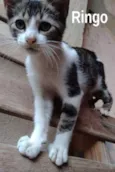 Ringo