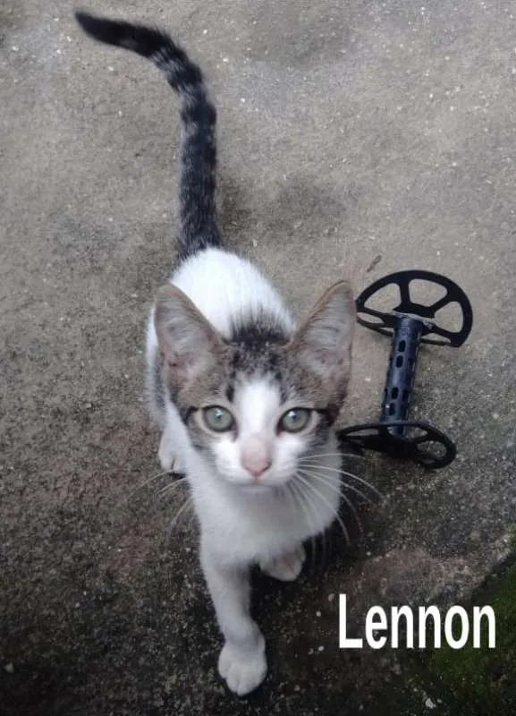 Gato ra a srd idade 2 a 6 meses nome Lennon