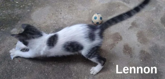 Gato ra a srd idade 2 a 6 meses nome Lennon
