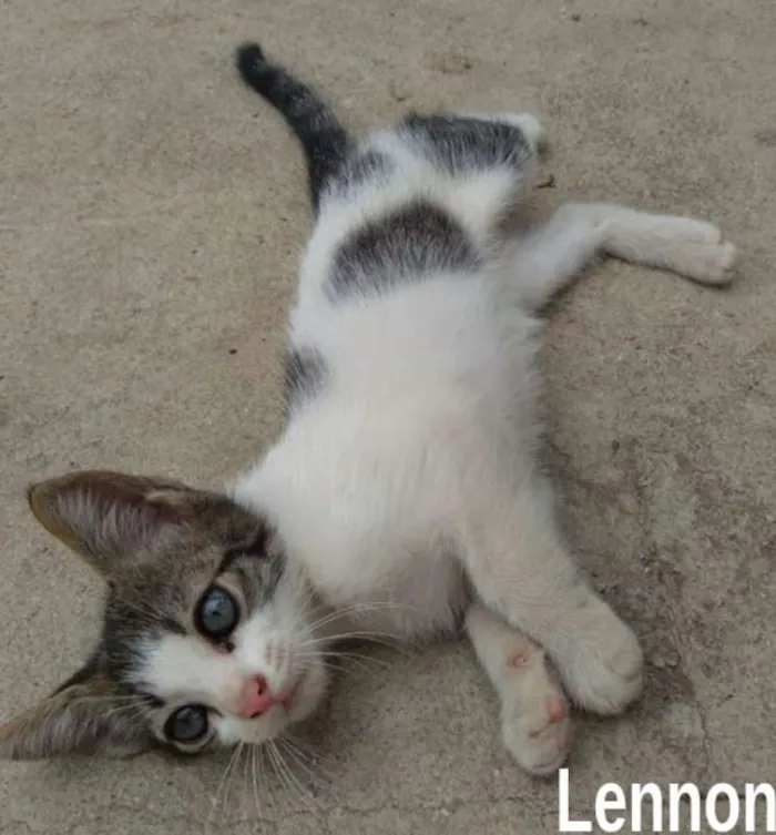 Gato ra a srd idade 2 a 6 meses nome Lennon
