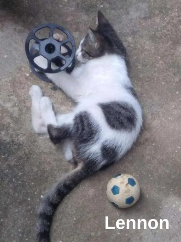 Gato ra a srd idade 2 a 6 meses nome Lennon