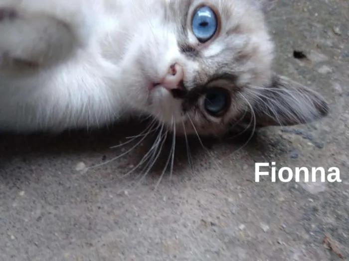 Gato ra a srd idade 2 a 6 meses nome Fionna