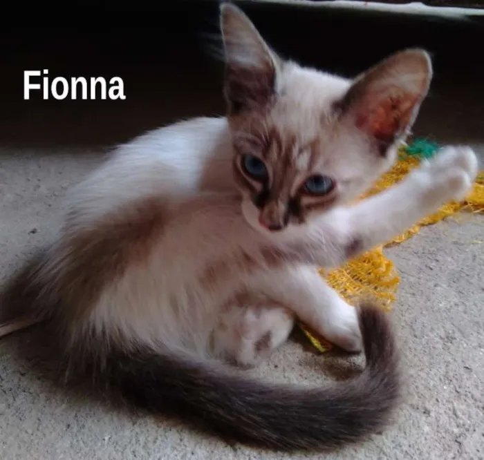 Gato ra a srd idade 2 a 6 meses nome Fionna
