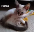 Fionna
