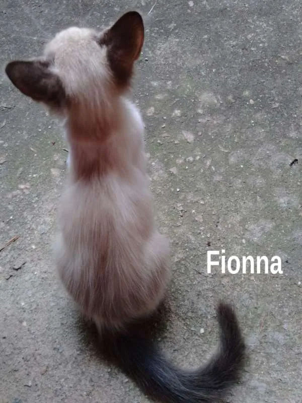 Gato ra a srd idade 2 a 6 meses nome Fionna