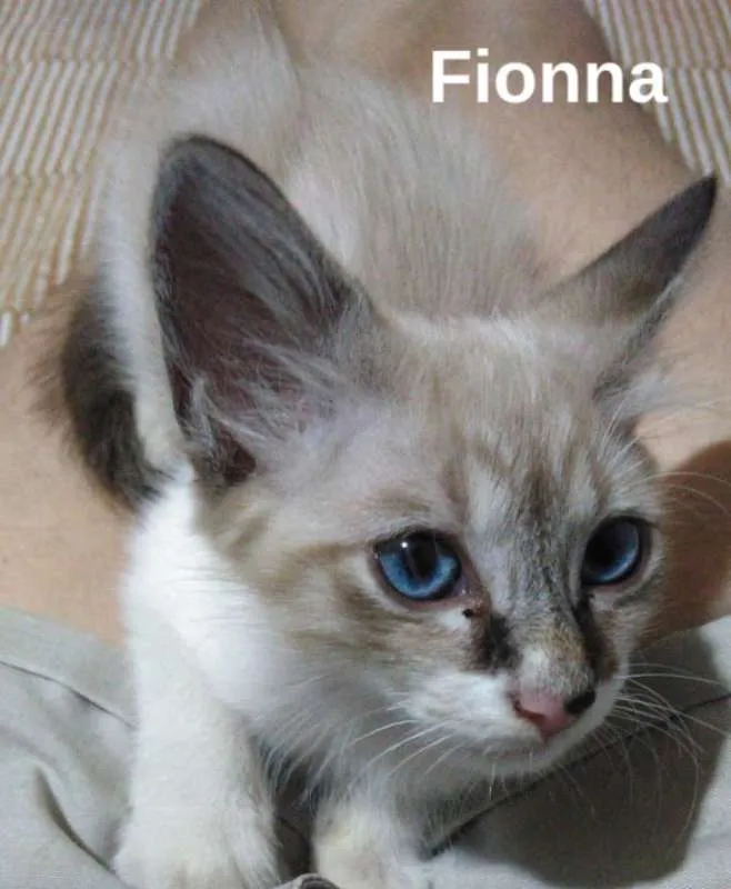 Gato ra a srd idade 2 a 6 meses nome Fionna
