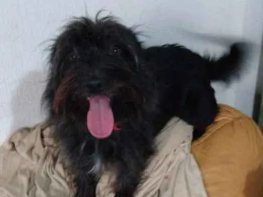 Cachorro ra a Sem raça definida idade 2 anos nome Neguinha
