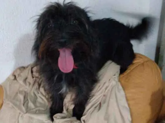 Cachorro ra a Sem raça definida idade 2 anos nome Neguinha