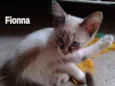 Fionna