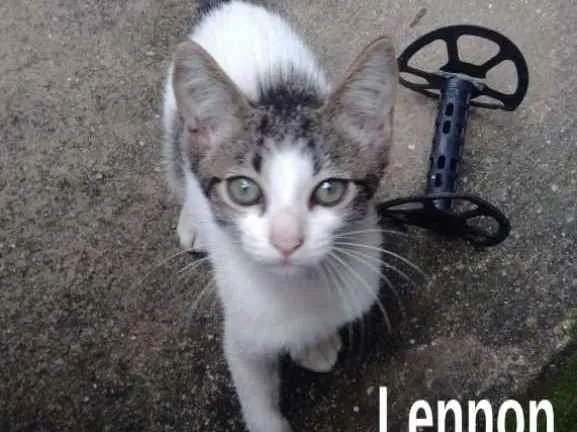 Gato ra a srd idade 2 a 6 meses nome Lennon