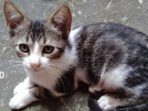 Gato raça srd idade 2 a 6 meses nome Ringo