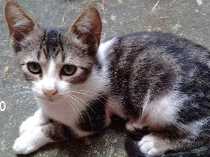 Gato ra a srd idade 2 a 6 meses nome Ringo