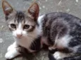 Ringo
