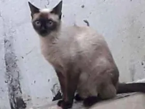 Gato raça SRD idade  nome Sem none