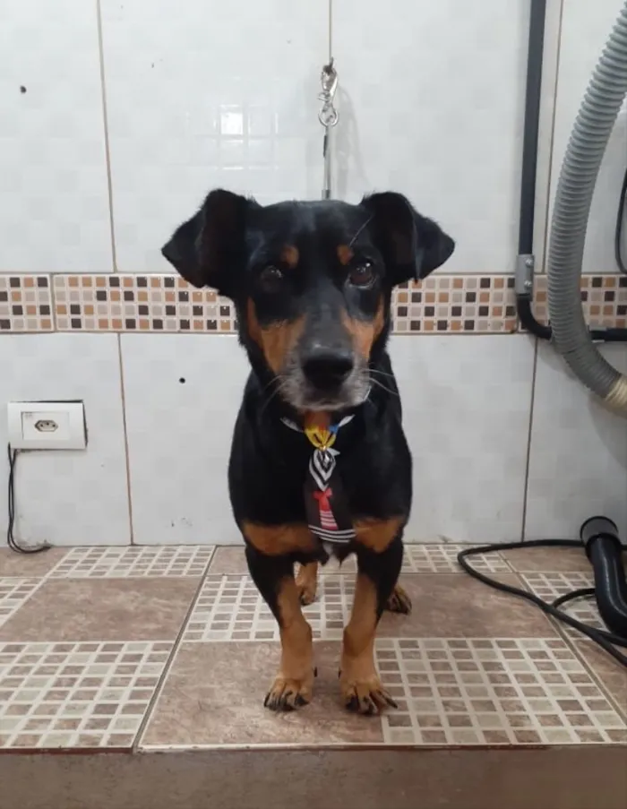 Cachorro ra a SRD idade 5 anos nome Tiquinho