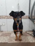 Tiquinho