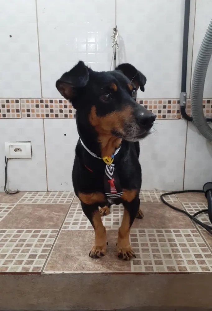 Cachorro ra a SRD idade 5 anos nome Tiquinho