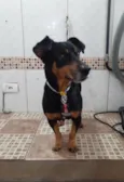 Tiquinho