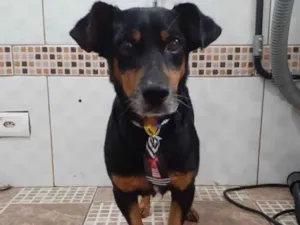 Cachorro raça SRD idade 5 anos nome Tiquinho