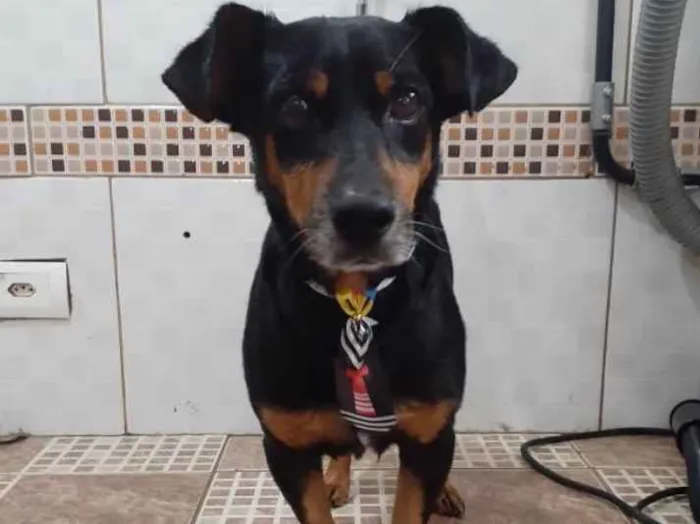 Cachorro ra a SRD idade 5 anos nome Tiquinho