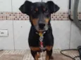Tiquinho