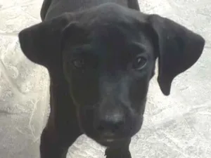 Cachorro raça Vira lata  idade 2 a 6 meses nome Fred e Duck
