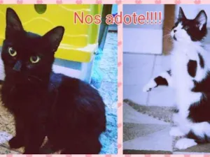 Gato raça SRD idade 2 a 6 meses nome Sem nome