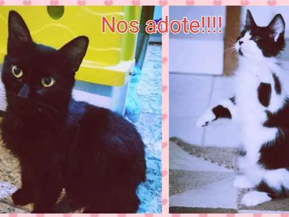 Gato ra a SRD idade 2 a 6 meses nome Sem nome