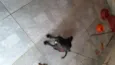 Preta