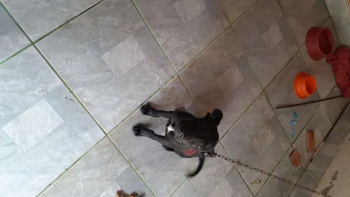 Cachorro ra a Vira lata idade 2 a 6 meses nome Preta