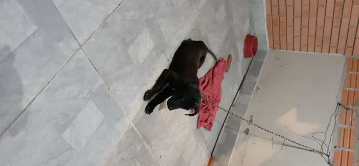 Cachorro ra a Vira lata idade 2 a 6 meses nome Preta