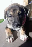 Mestiça de Pitt Bull