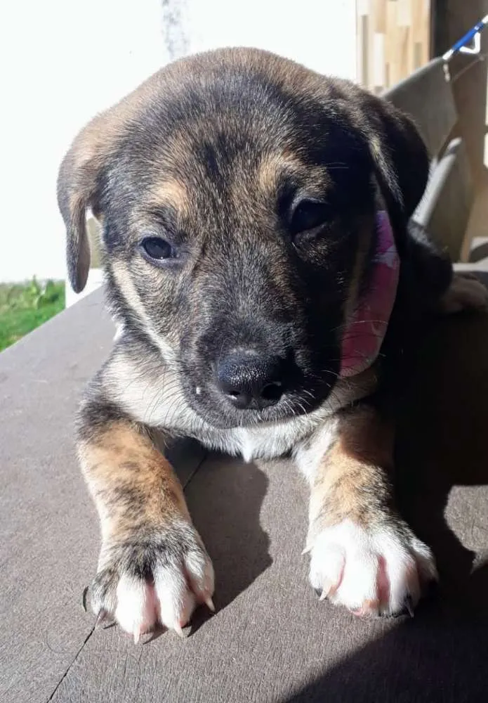 Cachorro raça Pitt Bull x Akita idade Abaixo de 2 meses nome Mestiça de Pitt Bull