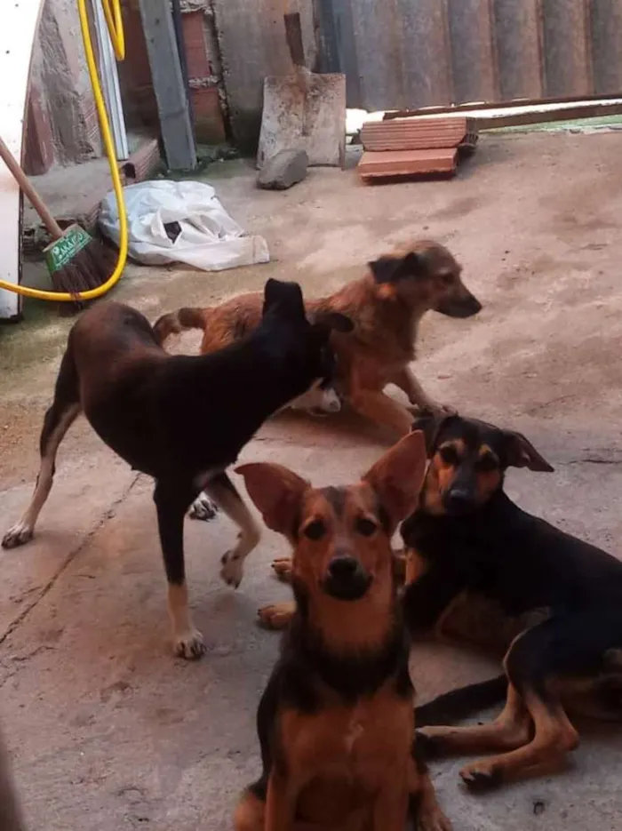 Cachorro raça Viralata idade 2 anos nome Bolinha/mel/pipoca