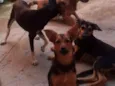 Bolinha/mel/pipoca