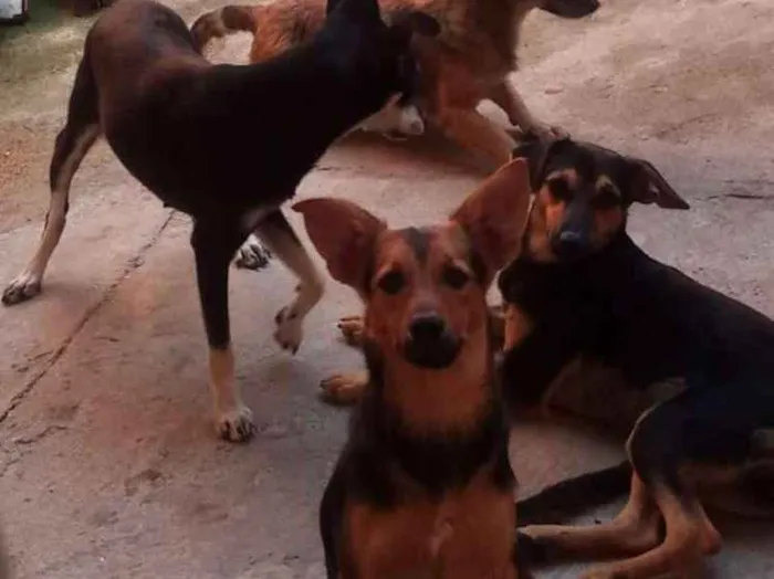 Cachorro raça Viralata idade 2 anos nome Bolinha/mel/pipoca