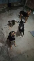 Bolinha/mel/pipoca