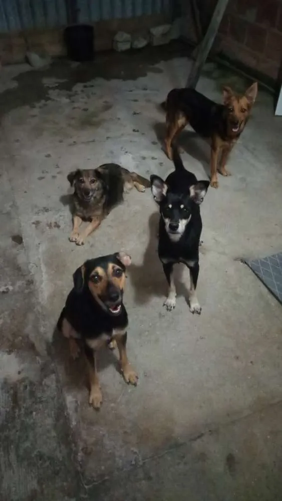 Cachorro raça Viralata idade 2 anos nome Bolinha/mel/pipoca