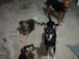 Bolinha/mel/pipoca