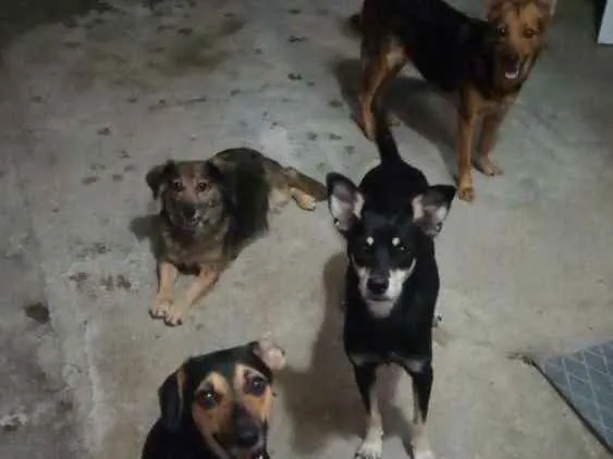Cachorro raça Viralata idade 2 anos nome Bolinha/mel/pipoca