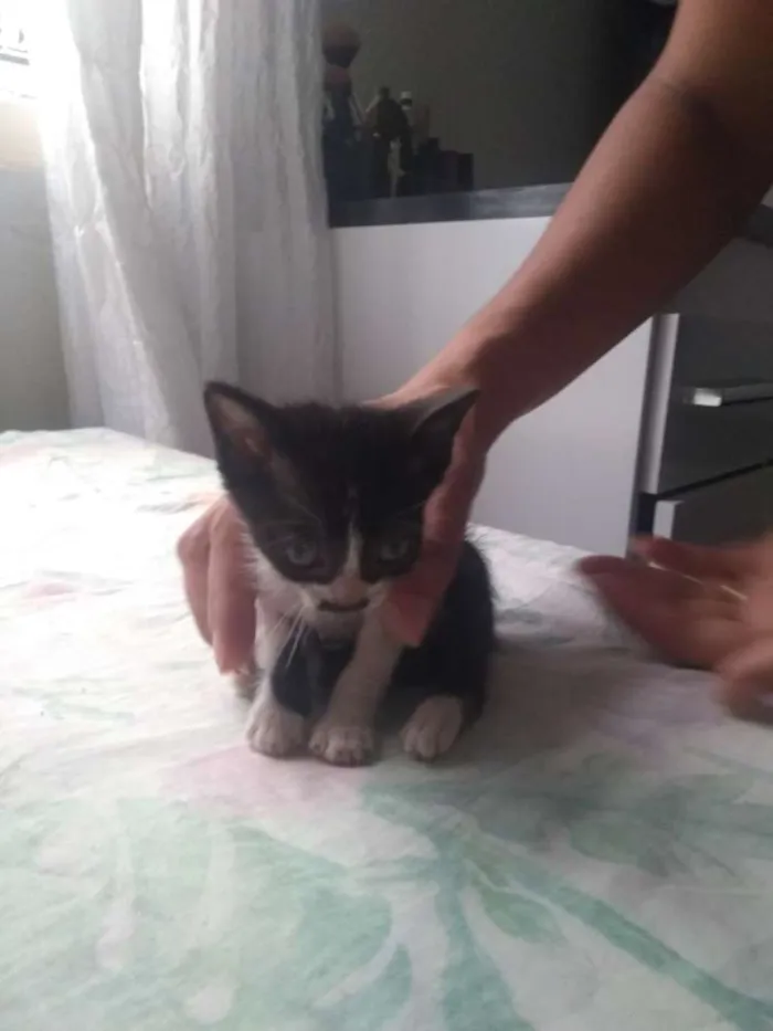 Gato ra a Sem raça idade 2 a 6 meses nome Sem nome ainda
