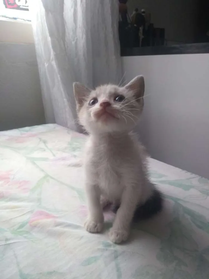 Gato ra a Sem raça idade 2 a 6 meses nome Sem nome ainda