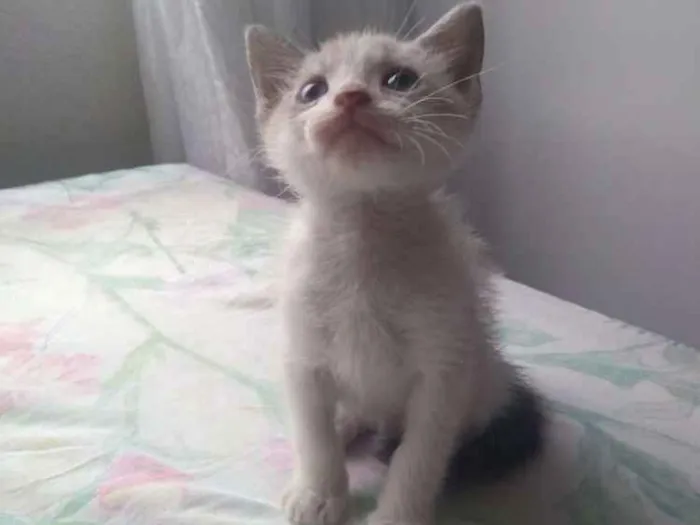Gato ra a Sem raça idade 2 a 6 meses nome Sem nome ainda