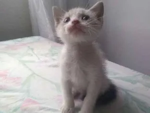 Gato raça Sem raça idade 2 a 6 meses nome Sem nome ainda