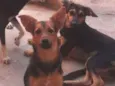 Bolinha/mel/pipoca