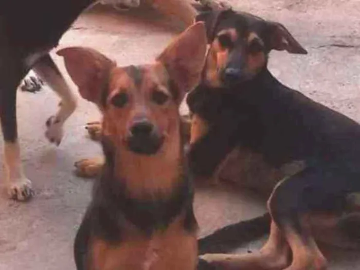 Cachorro raça Viralata idade 2 anos nome Bolinha/mel/pipoca