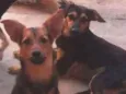 Bolinha/mel/pipoca