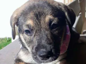 Cachorro raça Pitt Bull x Akita idade Abaixo de 2 meses nome Mestiça de Pitt Bull